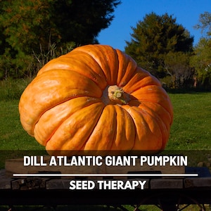 Dill’s Atlantic Giant Pumpkin Seeds – Heirloom, Open Pollinated, Non-GMO, Grows Enormous Pumpkins, Fun Garden Challenge | 5 Seeds