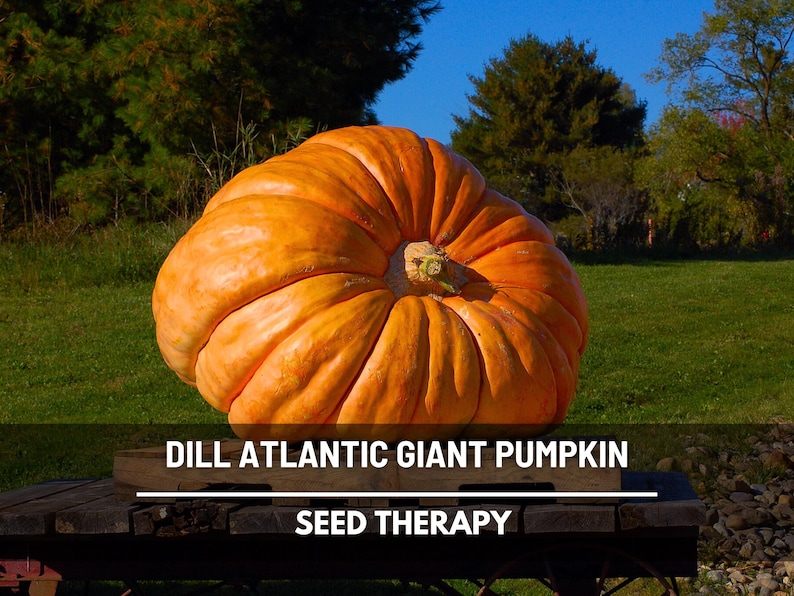 Dill’s Atlantic Giant Pumpkin Seeds – Heirloom, Open Pollinated, Non-GMO, Grows Enormous Pumpkins, Fun Garden Challenge | 5 Seeds image 1