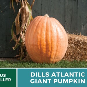 May include: A large orange pumpkin, known as a Dills Atlantic Giant Pumpkin, sits in front of a wooden barn door with a bale of hay beside it.