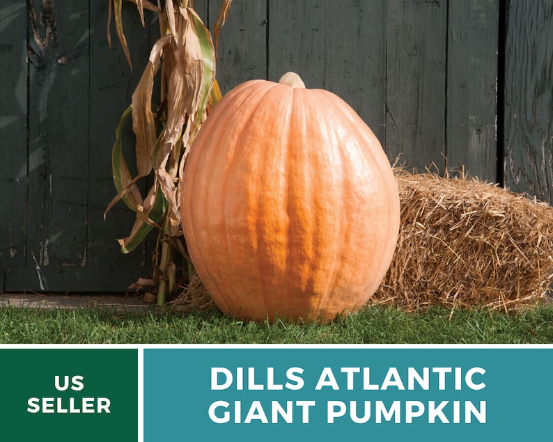 Pumpkin, Dill's Atlantic Giant 5 Seeds Heirloom Vegetable Enormous Size Open Pollinated Non-GMO Cucurbita maxima image 4