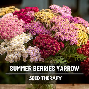 Semillas de Milenrama de Verano – ¡Flor tradicional, la más vendida! Flores vibrantes, aptas para polinizadores, ideales para el jardín / 50 semillas
