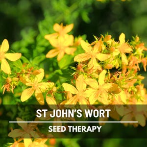 St. John’s Wort Seeds – Heirloom Medicinal Herb, Yellow Flowers, Herbal Remedy, Non-GMO, Garden Gift | 100 Seeds image 6
