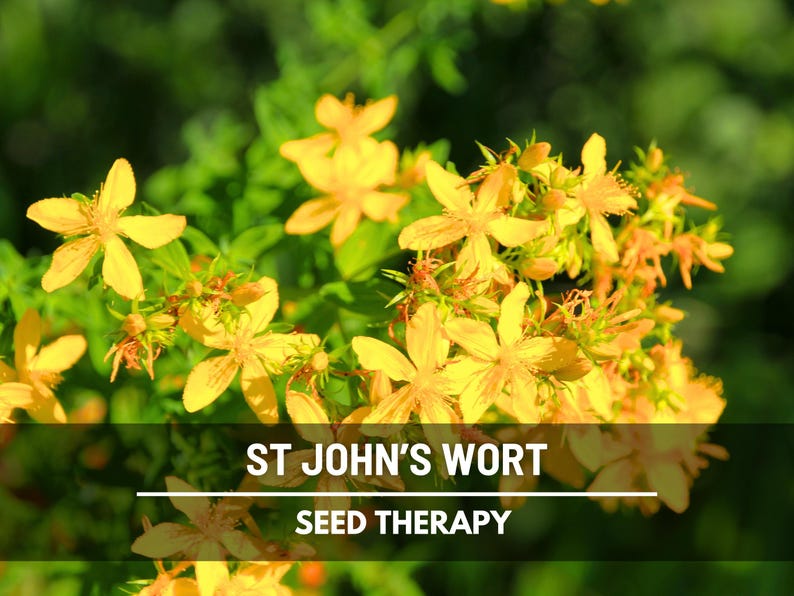 St. John’s Wort Seeds – Heirloom Medicinal Herb, Yellow Flowers, Herbal Remedy, Non-GMO, Garden Gift | 100 Seeds image 6