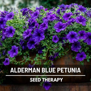 Alderman Blue Petunia Seeds – Heirloom Flower, Stunning Cascading Blue Blooms, Easy to Grow, Great for Baskets | 100 Seeds