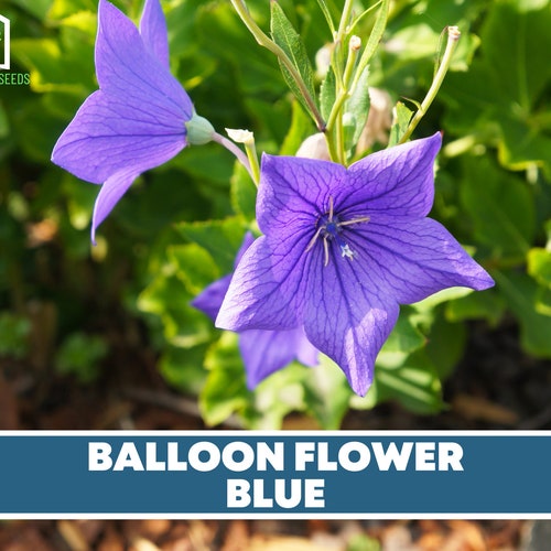 Blue Balloon Flower Seeds Platycodon Grandiflora Etsy