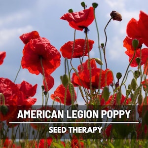 American Legion Poppy Seeds – Heirloom, Flanders Red Corn Poppy, Memorial Flower, Papaver rhoeas, Vibrant Blooms | 100 Seeds