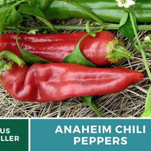 May include: Two red Anaheim chili peppers on a bed of straw. The peppers are long and slender, with a slightly curved shape. The peppers are surrounded by green leaves and stems.
