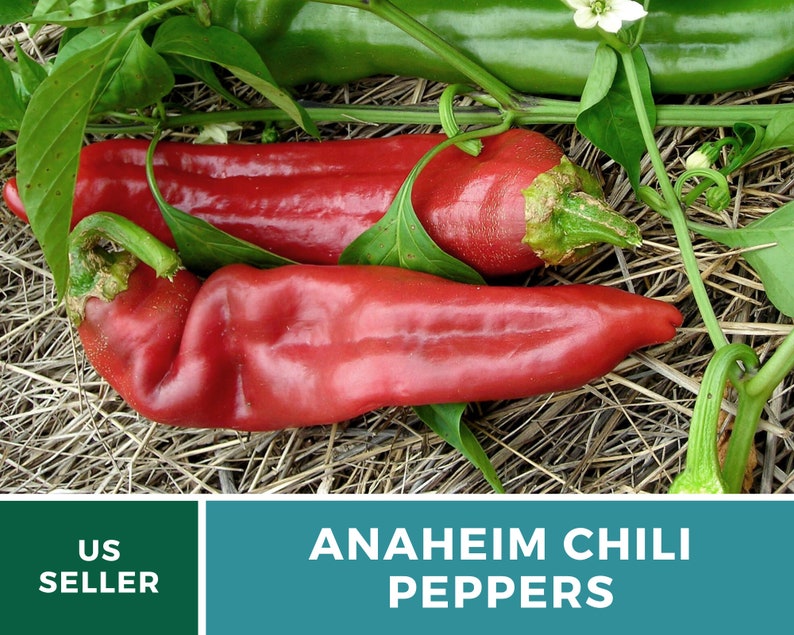 May include: Two red Anaheim chili peppers on a bed of straw. The peppers are long and slender, with a slightly curved shape. The peppers are surrounded by green leaves and stems.