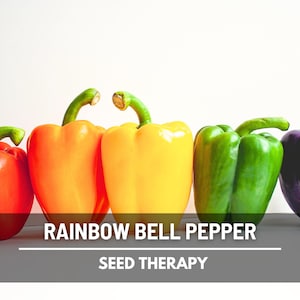 Pepper, Rainbow Bell Sweet - 25 Seeds - Heirloom Vegetable- Colorful Mix - Open Pollinated - Non-GMO (Capsicum annuum)