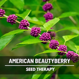 American Beautyberry Seeds – Therapeutic Native Shrub, Vibrant Purple Berries for Birds & Herbal Gardens | 50 Seeds