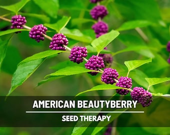 American Beautyberry Seeds, Heirloom Native Perennial Purple Bush Shrub (30 Seeds)