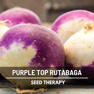 Pile of Purple Top Rutabaga roots with purple tops and creamy bottoms – Seed Therapy