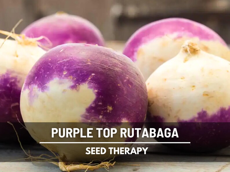 Pile of Purple Top Rutabaga roots with purple tops and creamy bottoms – Seed Therapy
