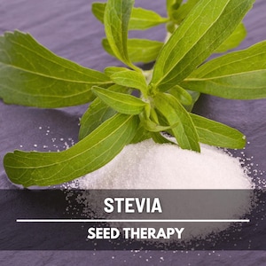 Stevia (Sugar Leaf) - 50 Seeds - Heirloom Herb, Natural Sweetener, Sugar Alternative, Medicinal Plant, Garden Gift (Stevia rebaudiana)