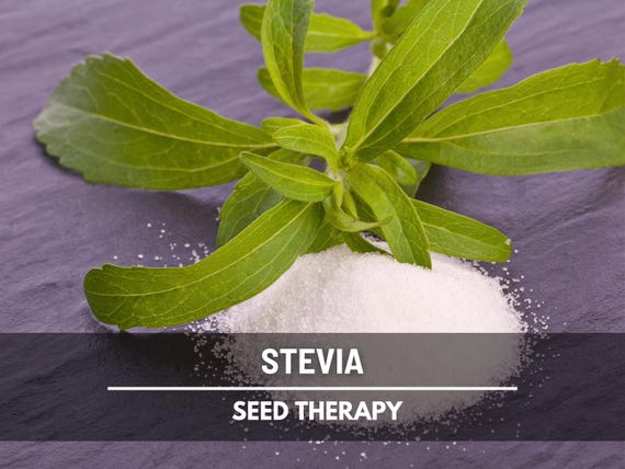 Stevia Seeds (Sugar Leaf) – Heirloom Herb, Natural Sweetener, Sugar Alternative, Medicinal Plant, Stevia rebaudiana | 50 Seeds