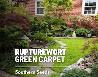 Rupturewort (Green Carpet) - 100 Seeds - Heirloom Groundcover, Lawn Alternative, Evergreen, Landscaping, Non-GMO (Herniaria glabra)