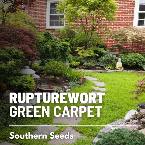 Rupturewort (Green Carpet) - 100 Seeds - Heirloom Groundcover, Lawn Alternative, Evergreen, Landscaping, Non-GMO (Herniaria glabra)