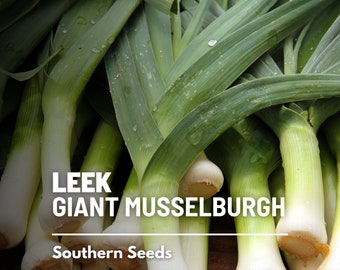 Leek, Giant Musselburgh - 200 Seeds - Heirloom Vegetable - Open Pollinated - Non-GMO (Allium porrum)