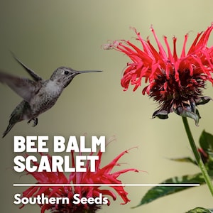 Bee Balm, Scarlet Bergamot - 20 Seeds - Heirloom Culinary & Medicinal Flower - Pollinator Friendly (Monarda didyma)