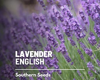 Lavender, English (True Lavender) - 100 Seeds - Heirloom Flower - Culinary & Medicinal Herb - Mosquito Repellent (Lavandula angustifolia)