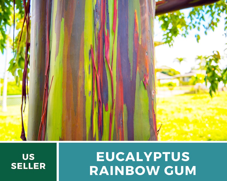May include: Close-up of the bark of a Eucalyptus deglupta tree, also known as the Rainbow Eucalyptus. The bark is multi-colored with shades of green, blue, orange, red, and purple.  The tree is in a natural setting with green grass and foliage in the background.  US SELLER  EUCALYPTUS RAINBOW GUM