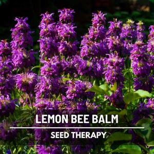 Cluster of Lemon Bee Balm (Monarda citriodora) plants blooming in garden – Seed Therapy