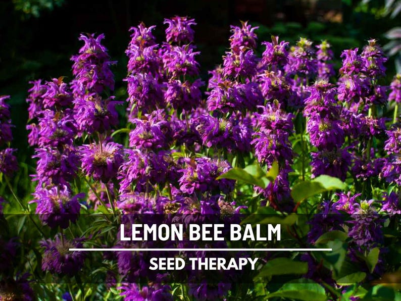 Cluster of Lemon Bee Balm (Monarda citriodora) plants blooming in garden – Seed Therapy