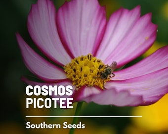 Cosmos, Picotee - 100 Seeds - Heirloom Flower  - Unique Picotee-Edged Bloom (Cosmos bipinnatus)