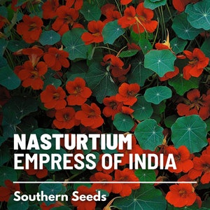 Nasturtium, Empress of India - 30 Seeds - Heirloom Flower - Edible Flowers and Peppery Leaves (Tropaeolum nanum)