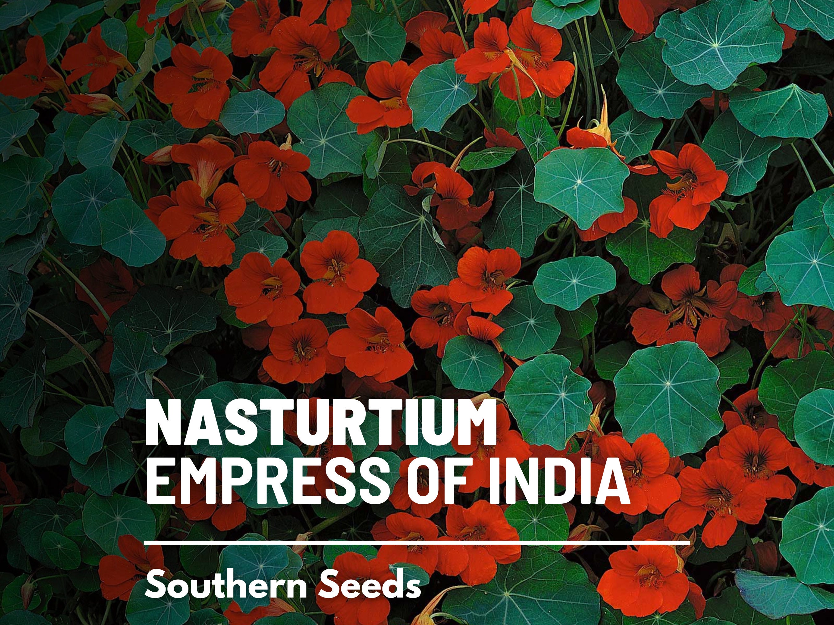 Nasturtium, Empress of India - Heirloom Seeds (Tropaeolum nanum)