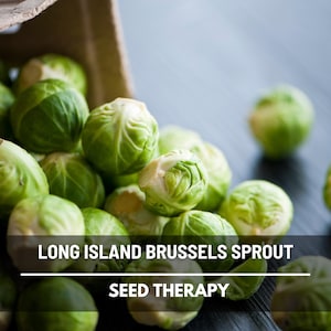 Long Island Improved Brussels Sprouts Seeds – Heirloom Vegetable, Non‑GMO, Open‑Pollinated, Cold‑Tolerant, Easy to Grow on Vine | 150 Seeds