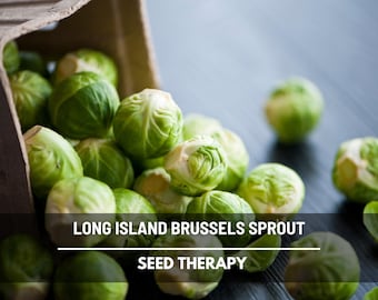 Long Island Improved Brussels Sprouts Seeds – Heirloom Vegetable, Non‑GMO, Open‑Pollinated, Cold‑Tolerant, Easy to Grow on Vine | 250 Seeds