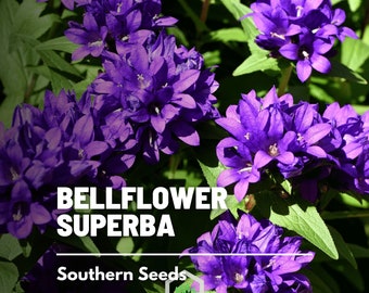 Bellflower, Superba - 50 Seeds - Heirloom Flower - Showy Blooms (Campanula glomerata)