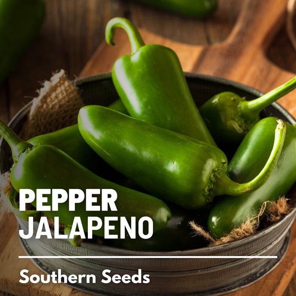 Pepper, Jalapeño Early - 25 Seeds - Heirloom Vegetable - Medium Heat - Open Pollinated - Non-GMO (Capsicum annuum)