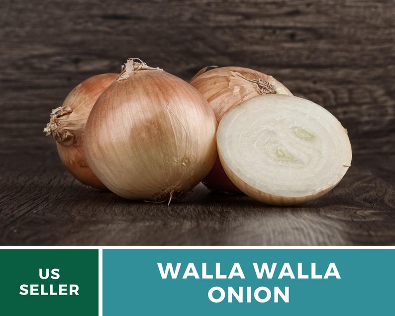 Onion Walla Walla Organic 200 Seeds Heirloom GMO Free Etsy