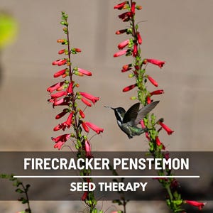 Firecracker Penstemon Seeds – Heirloom Flower, Penstemon eatonii, Hummingbird Plant, Crimson Blooms | 100 Seeds