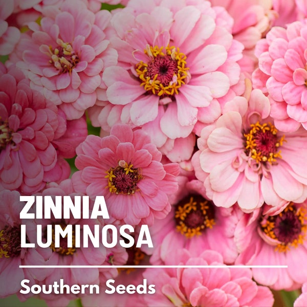 Zinnia, Luminosa - 100 Seeds - Heirloom Flower, Bright Pink Blooms, Attracts Pollinators (Zinnia elegans)