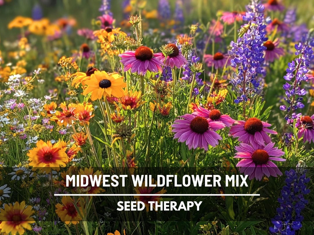 Midwest Wildflower Mix  1,000 Seeds, Heirloom Flowers, Formulated for  Midwestern United States - Etsy