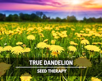 Dandelion Seeds – Heirloom Culinary & Medicinal Herb, Nutritious Greens, Easy to Grow, Garden Favorite | 50 Seeds