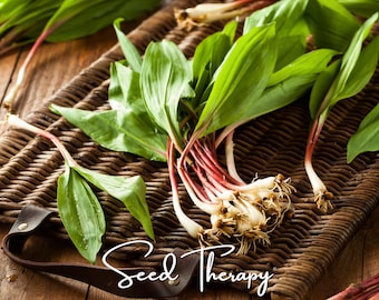 May include: A bunch of fresh ramps with broad, vibrant green leaves and slender, reddish-white stems with visible roots. The text "Seed Therapy" is written in a white cursive script across the lower portion of the image.