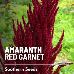 May include: A close-up of a tall, red amaranth plant with the text "Amaranth Red Garnet" and "Southern Seeds" below it.