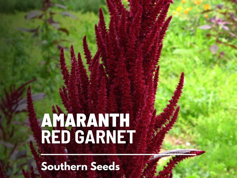 May include: A close-up of a tall, red amaranth plant with the text "Amaranth Red Garnet" and "Southern Seeds" below it.