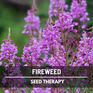 Fireweed Seeds (Willowherb) – Heirloom Flower, US Native Wildflower, Pollinator Friendly, Easy to Grow | 100 Seeds