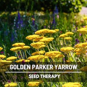 Golden Yarrow Seeds (Parker) – Heirloom Medicinal Herb, Bright Blooming Flowers, Pollinator Friendly, Easy to Grow | 100 Seeds