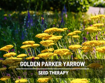 Golden Yarrow Seeds (Parker) – Heirloom Medicinal Herb, Pollinator Friendly (100 Seeds)