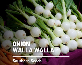 Onion, Walla Walla  - 200 Seeds - Heirloom Vegetable - "Best Tasting Onion" - Open Pollinated - Non-GMO (Allium cepa)