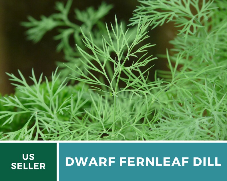 Dill Dwarf Fernleaf Heirloom Seeds Culinary Herb Nongmo Etsy