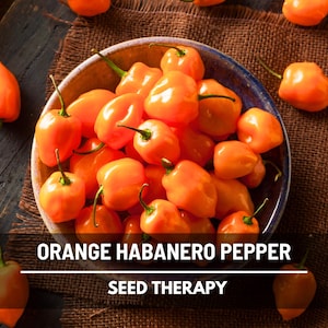Orange Habanero Pepper Seeds – Heirloom, Spicy Caribbean Pepper, Fruity Hot Flavor, Non-GMO Seeds | 30 Seeds
