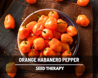 Orange Habanero Pepper Seeds – Spicy Heirloom Caribbean Chili (30 Seeds)