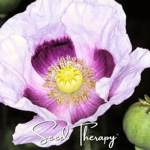 May include: A pale lavender poppy flower with deep purple inner petals, a bright yellow central seed pod, and surrounding stamens. To the right, a green poppy seed head is visible. The text Seed Therapy is printed in white at the bottom.